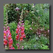 Antirrhinum majus (le jardin de la poterie Hillen) www.poterie.fr